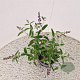 Buddleja Free Petite Blue Heaven 25-30 cm 2,5L