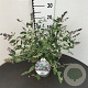 Buddleja Free Petite Blue Heaven 25-30 cm 2,5L