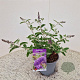 Buddleja Free Petite Blue Heaven 25-30 cm 2,5L