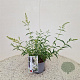 Buddleja Free Petite Snow White 25-30 cm 2,5L