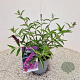 Buddleja Free Petite Tutti Fruitti 25-30 cm 2,5L