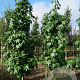 Liquidambar s. 'Simone' 12-14 HO draadkluit geveerd