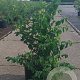 Lonicera xylosteum 80-100 cm 10L