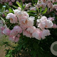 Malus coronaria 'Charlottae' 8-10 HO draadkluit