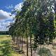 Malus 'D.V.P. Obel' 12-14 HO draadkluit