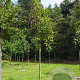 Malus 'D.V.P. Obel' 16-18 HO draadkluit