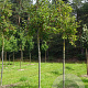 Malus 'D.V.P. Obel' 16-18 HO draadkluit