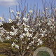 Magnolia loebneri 'Merrill' 200-250 cm draadkluit meerstammig 160-180 cm diameter