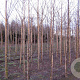 Malus 'Professor Sprenger' 8-10 HO draadkluit
