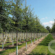 Malus toringo 'Brouwers Beauty' 10-12 HO draadkluit