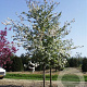 Malus 'Winter Gold' 250-300 cm draadkluit meerstammig 350-400 diameter