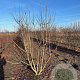 Mespilus germanica 200-250 cm draadkluit meerstammig 160-180 cm diameter