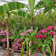 Musa basjoo 200-250 cm 40L solitair