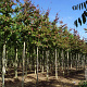 Parrotia persica 'Bella' 10-12 HO draadkluit