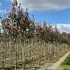 Photinia fraseri 'Red Robin' 12-14 HO draadkluit