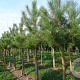 Pinus nigra nigra 20-25 HO draadkluit