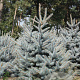 Picea pungens 'Blue Diamond' 200-250 cm draadkluit solitair