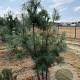 Pinus sylvestris 175-200 cm draadkluit meerstammig 200-250 diameter