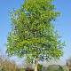 Populus koreana 14-16 HO draadkluit