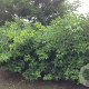 Poncirus trifoliata 175-200 cm draadkluit struik op Stam