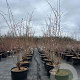 Prunus 'The Bride' 125-150 cm 40L meerstammig