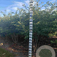 Prunus 'The Bride' 200-250 cm draadkluit meerstammig 160-180 cm diameter