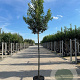 Prunus lusitanica 'Brenelia' 6-8 HO 15L