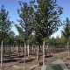 Prunus l. 'Caucasica' 18-20 HO draadkluit