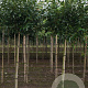 Prunus l. 'Novita' 16-18 HO draadkluit