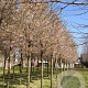Prunus 'Pandora' 25-30 HO draadkluit