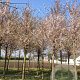 Prunus 'Pandora' 25-30 HO draadkluit