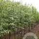 Pyrus betulifolia 8-10 HO draadkluit
