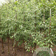 Pyrus betulifolia 8-10 HO draadkluit
