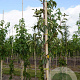 Pyrus c. 'Jut' 8-10 HO draadkluit