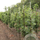 Quercus bimundorum 'Crimschmidt' 8-10 HO draadkluit geveerd
