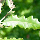 Quercus hispanica 'Ambrozyana' 8-10 HO draadkluit