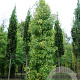 Quercus kewensis 8-10 HO draadkluit