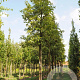 Quercus pagoda 8-10 HO draadkluit