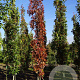 Quercus pal. 'Pringreen' 18-20 HO draadkluit geveerd