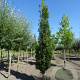 Quercus rob. 'Fastigiate Koster' 20-25 HO draadkluit geveerd