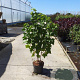 Ribes nigr. 'Titania' 80-100 cm 10L