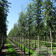 Sorbus aucuparia edulis 10-12 HO draadkluit