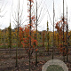 Sorbus Autumn Spire 10-12 HO draadkluit
