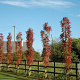 Sorbus 'Flanrock' 12-14 HO draadkluit
