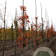 Sorbus 'Flanrock' 8-10 HO draadkluit