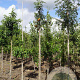Sorbus scalaris 10-12 HO draadkluit