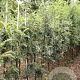 Sorbus scalaris 8-10 HO draadkluit