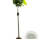 Catalpa bignonioides 'Nana' 150 cm stam 10L