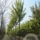 Styphnolobium japonicum 14-16 HO draadkluit
