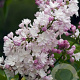 Syringa v. 'Krasavitsa Moskvy' 125-150 cm met kluit struik